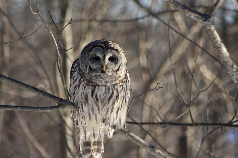 USED 2019-02-14goodmorning  1 Owl by Wendy St. Denis.