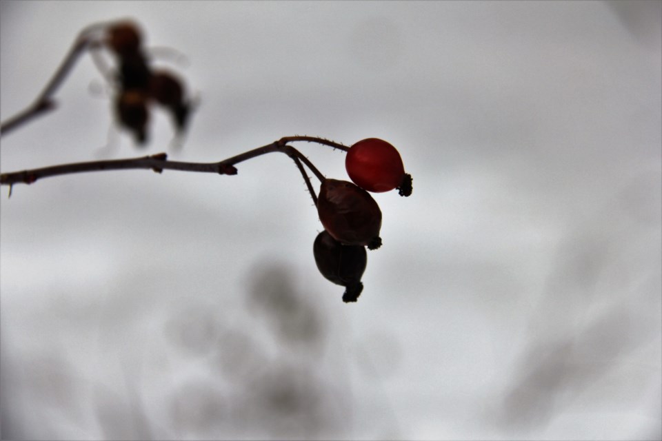 USED 2019-03-21goodmorning  6 Rose hips. Photo by Brenda Turl for BayToday.