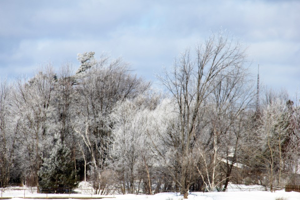 USED 2019-03-28goodmorning  1 Frosted trees. Photo by Brenda Turl for BayToday.