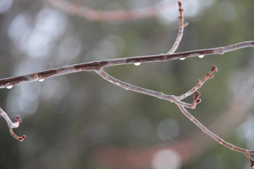 USED 2019-03-28goodmorning  4 March raindrops. Photo by Brenda Turl for BayToday.