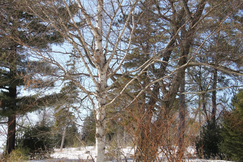 USED 2019-04-11goodmorning  1 A birch among the other trees. Photo by Brenda Turl for BayToday.