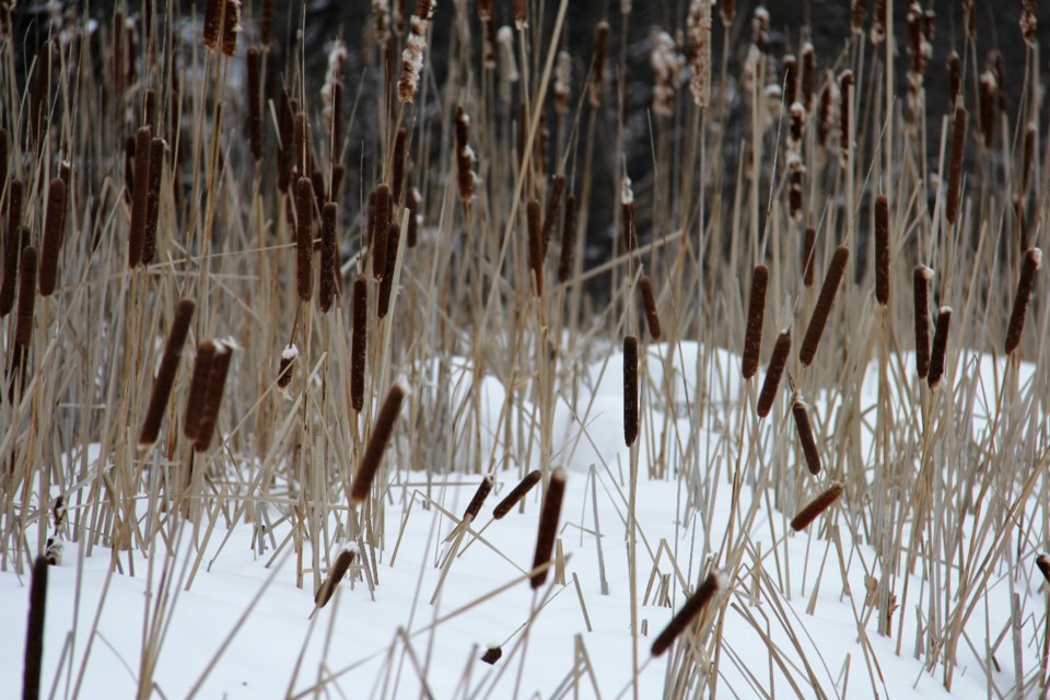 USED 2019-04-4goodmorning  1 Cattails. Photo by Brenda Turl for BayToday.