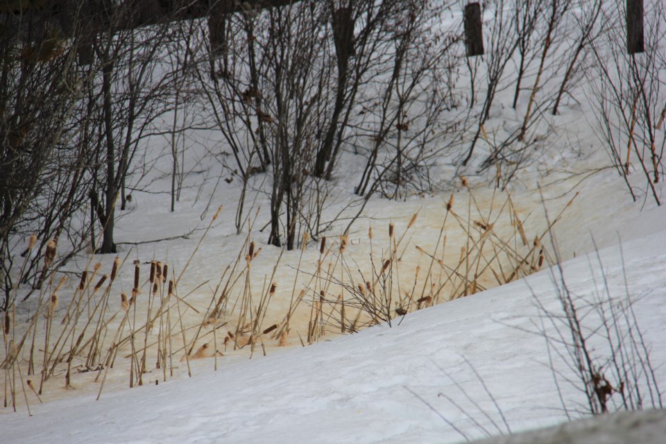 USED 2019-04-4goodmorning  6 Cattail fluff on the snow. Photo by Brenda Turl for BayToday.