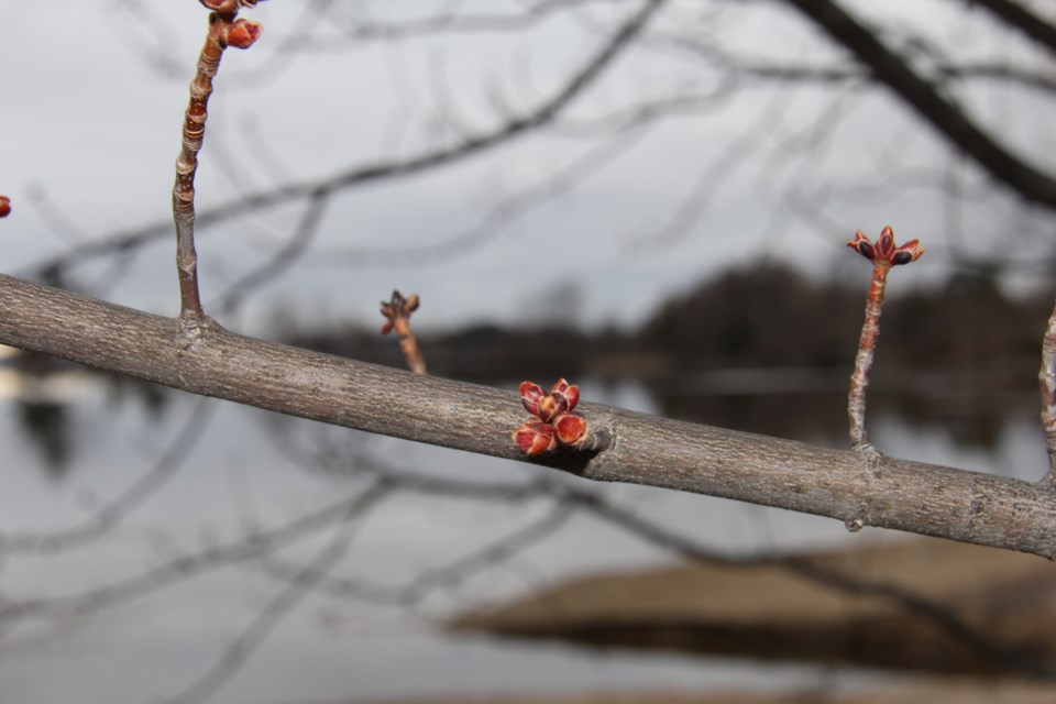 USED 2019-05-16goodmorning  3 New maple buds. Photo by Brenda Turl for BayToday.