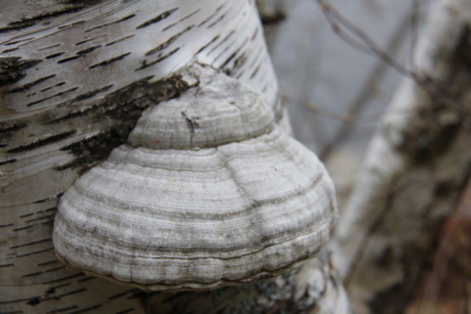 USED 2019-05-16goodmorning  6 Fungus on birch. Photo by Brenda Turl for BayToday.