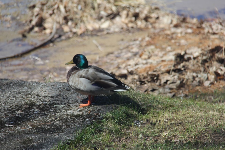 USED 2019-05-16goodmorning  7 Mr. Mallard comes to visit. Photo by Brenda Turl for BayToday.