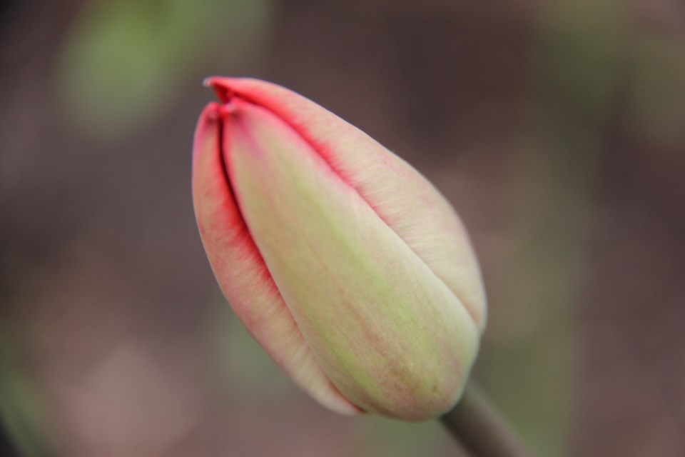 USED 2019-05-23goodmorning  3 All ready to bloom. Photo by Brenda Turl for BayToday.