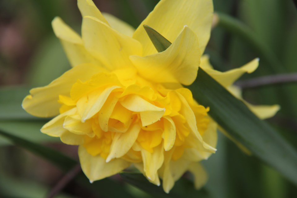 USED 2019-05-30goodmorning  1 Double daffodil. Photo by Brenda Turl for BayToday.