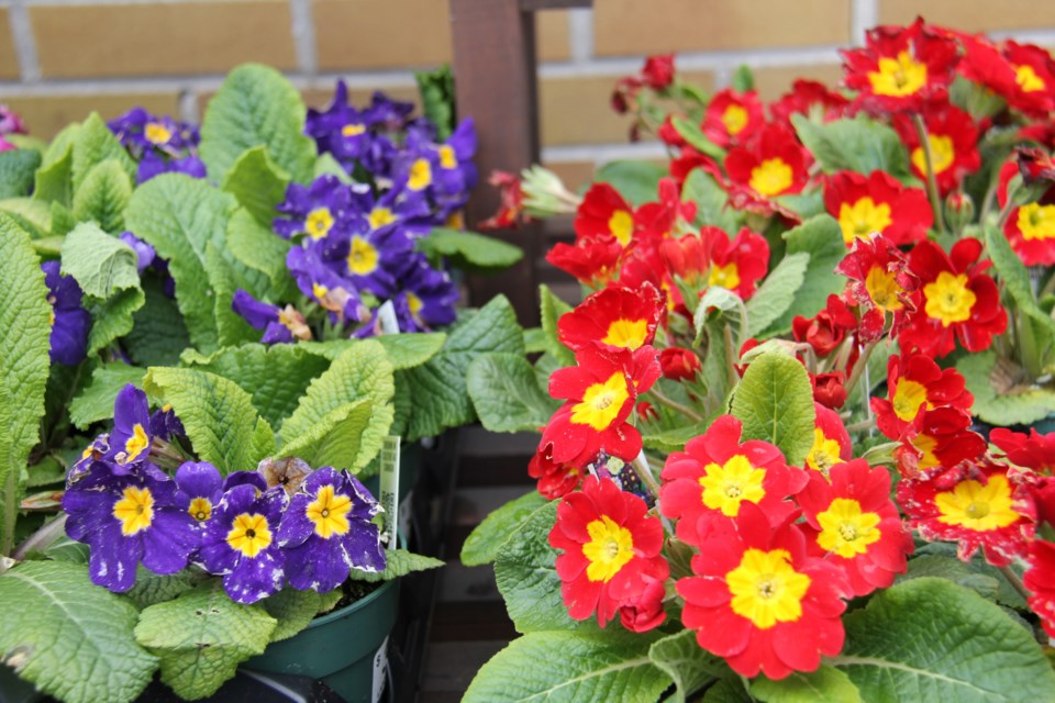 USED 2019-05-9goodmorning  7 Primroses ready for the garden. Photo by Brenda Turl for BayToday.