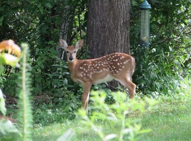 USED 2019-06-13goodmorning 2 Fawn courtesy of  Cindy Timpano.