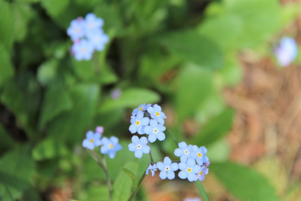 USED 2019-06-13goodmorning 4 Forget me not. Photo by Brenda Turl for BayToday.