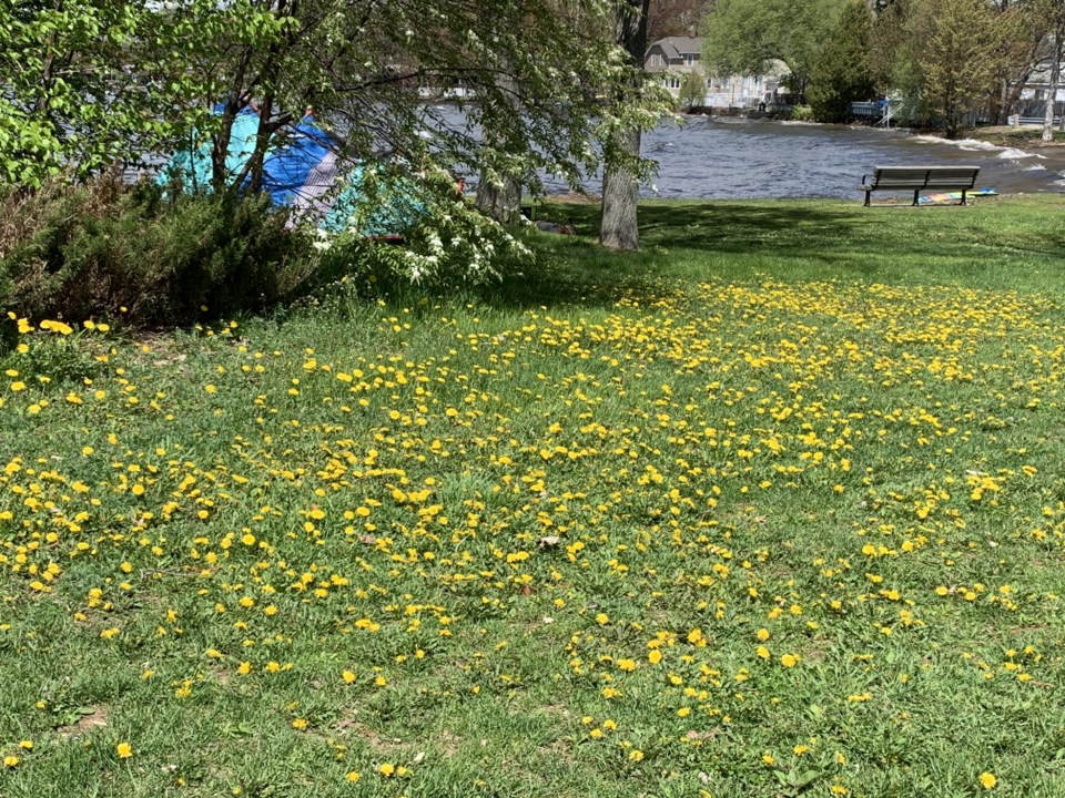 USED 2019-06-5goodmorning  2 Dandelions at Sunset Park. Photo by Brenda Turl for BayToday.