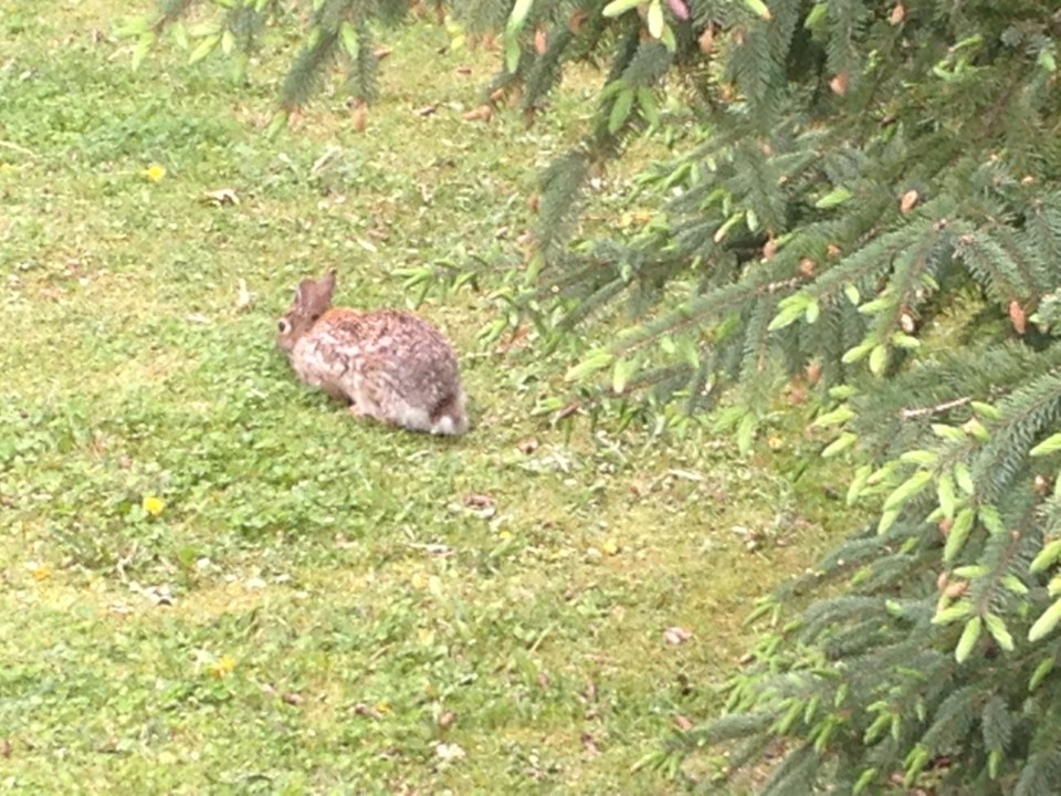 USED 2019-06-5goodmorning  6 That lawn eating bunny. Photo by Brenda Turl for BayToday.