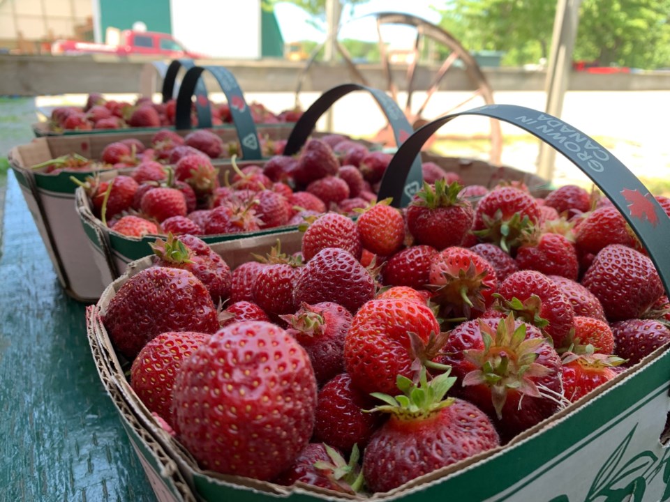 USED 2019-07-11goodmorningnorthbaybct  7 Strawberries. Photo by Brenda Turl for BayToday