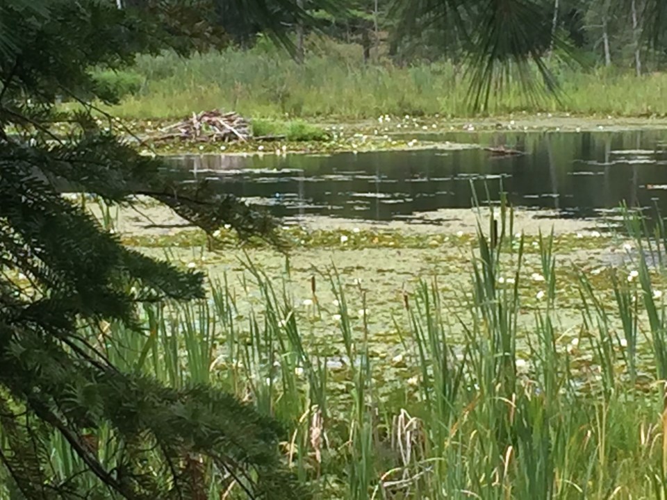 USED 2019-09-05goodmorningnorthbaybct  6 Beaver dam, Laurier Woods. Photo by Brenda Turl for BayToday.