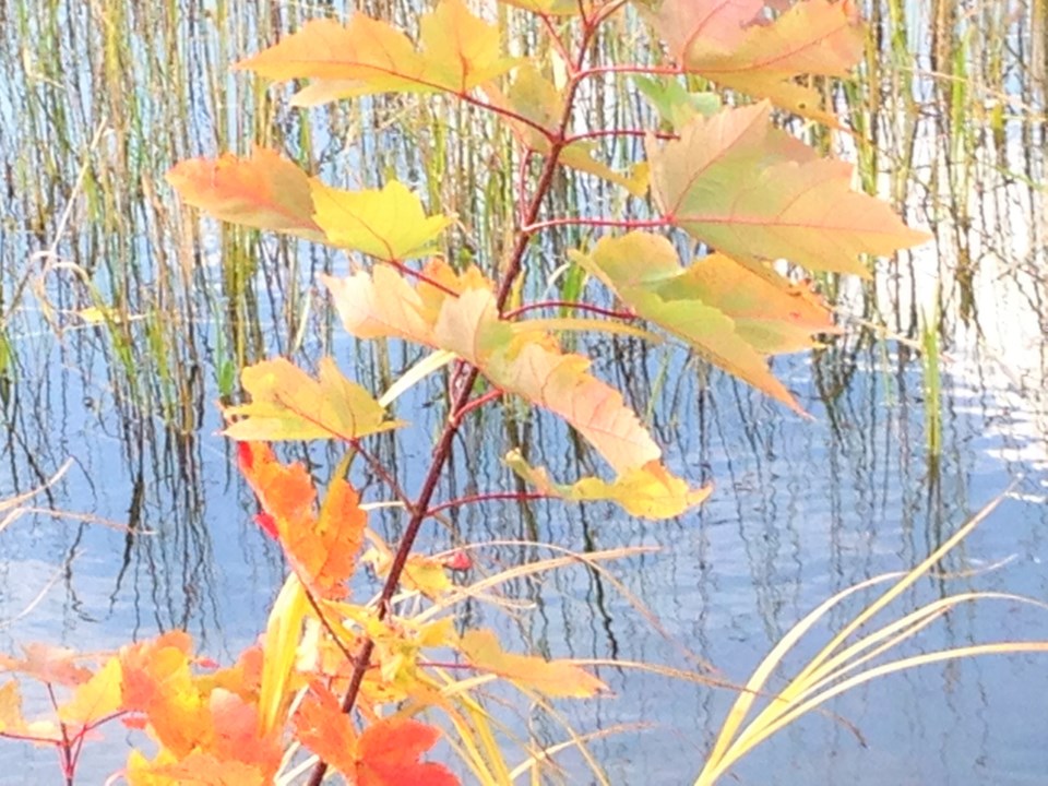 USED 2019-10-03goodmorniingnorthbaybct  3 Fall leaves and water. Photo by Brenda Turl for BayToday.