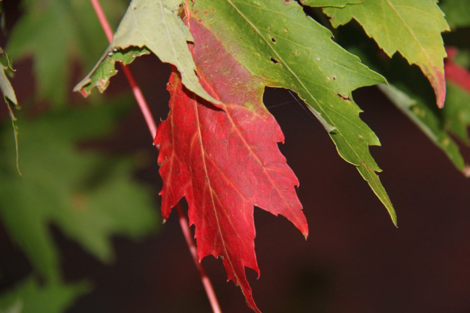 USED 2019-10-03goodmorningnorthbaybct  4 Maple leaves. Photo by Brenda Turl for BayToday.