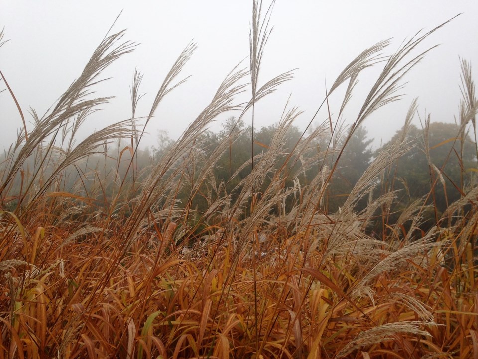 USED 2019-10-10goodmorningnorthbaybct  1 Grasses  fog. Photo by Brenda Turl for BayToday.