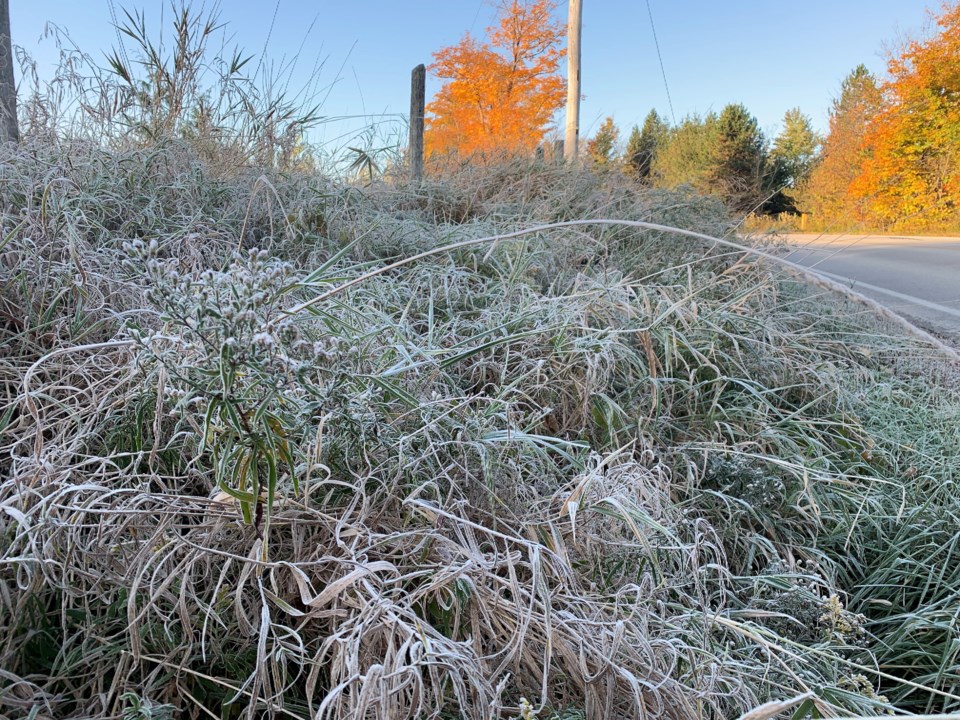 USED 2019-11-7goodmorningnorthbaybct  7 Frost on the plants. Photo by Brenda Turl for BayToday.