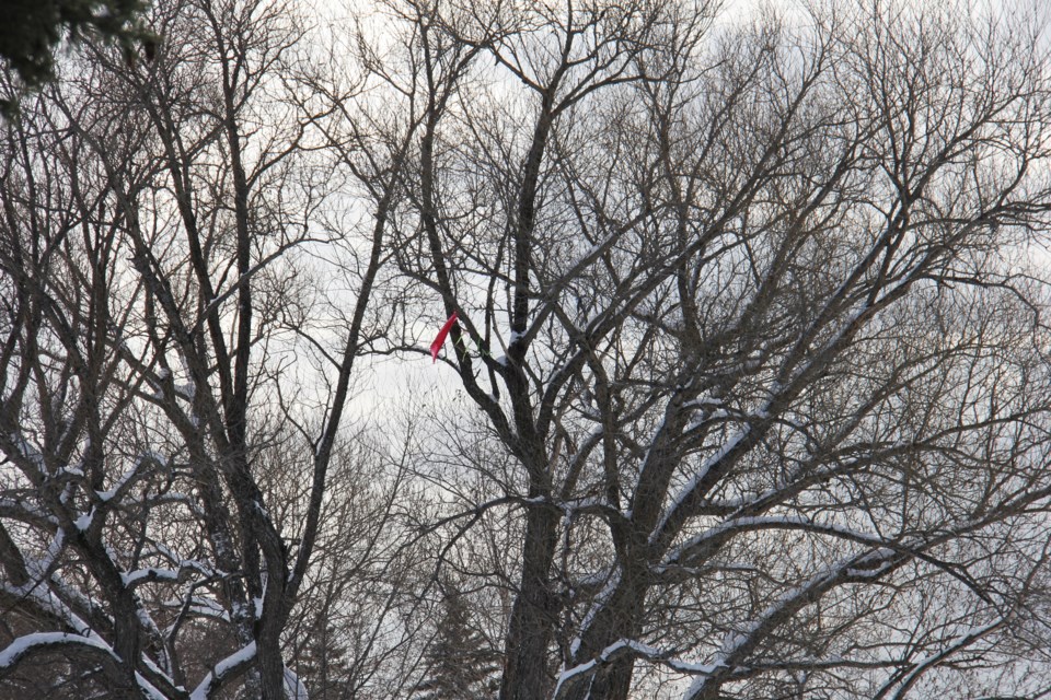 USED 2019-12-26goodmorningnorthbaybct  2 The last piece of a kite left in the trees.North Bay. Photo by Brenda Turl for BayToday.
