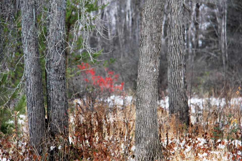 USED 2019-12-26goodmorningnorthbaybct  3 A bit of colour in the woods. North Bay. Photo by Brenda Turl for BayToday.