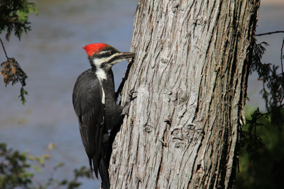 USED 2020-0-28goodmorningnorthbaybct  5 Woodpecker. North Bay.Photo by Brenda Turl for BayToday.