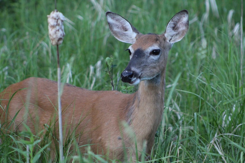 USED 2020-07-06goodmorningnorthbaybct  1 Alert deer. Callander. Courtesy of Dave Gault.