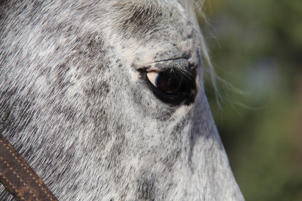 USED 2020-1-02goodmorningnorthbaybct  1 The gentle eyes of a horse. Photo by Brenda Turl for BayToday.