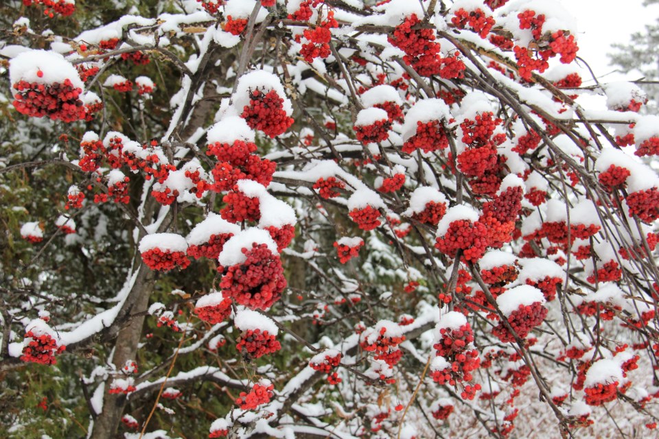 USED 2020-1-02goodmorningnorthbaybct  5 Snow on mountain ash berries, North Bay. Photo by Brenda Turl for BayToday.