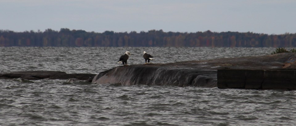 USED 2020-10-12goodmorningnorthbaybct  1 Bald eagles off Moonlight Bay. North Bay. Photo by Brenda Turl for BayToday.