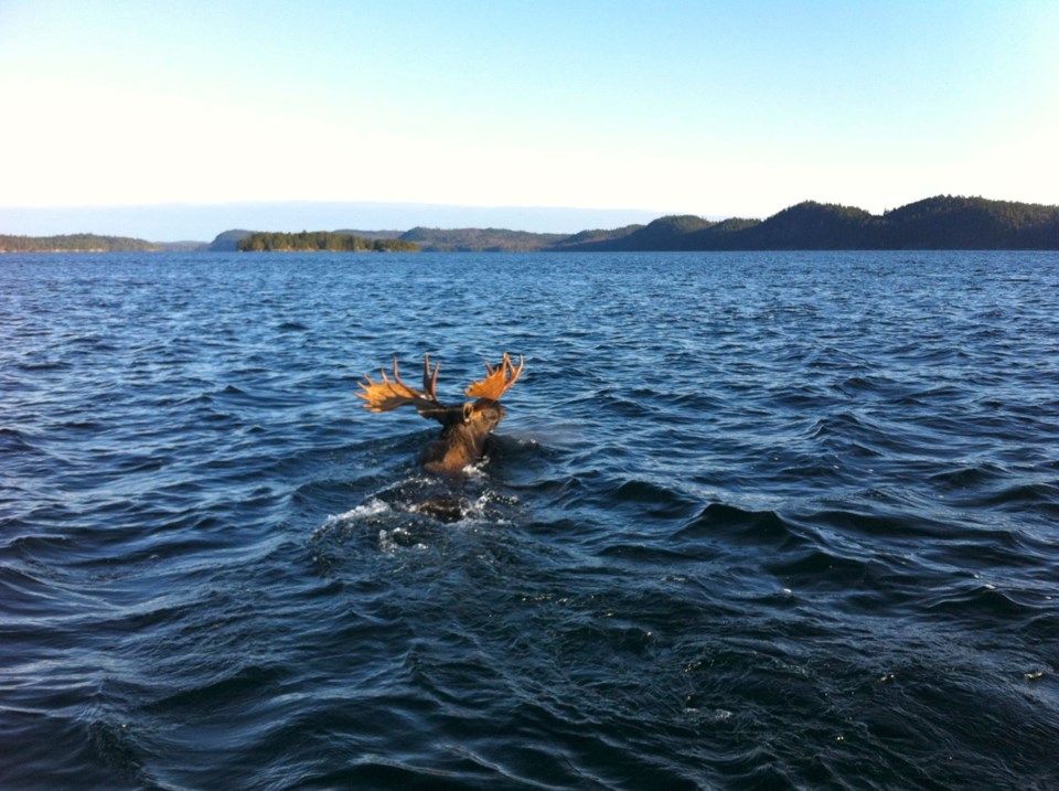 USED 2020-11-2goodmorningnorthbaybct  4 Swimming moose. Lake Temagami. Courtesy of Barb MacInnis.