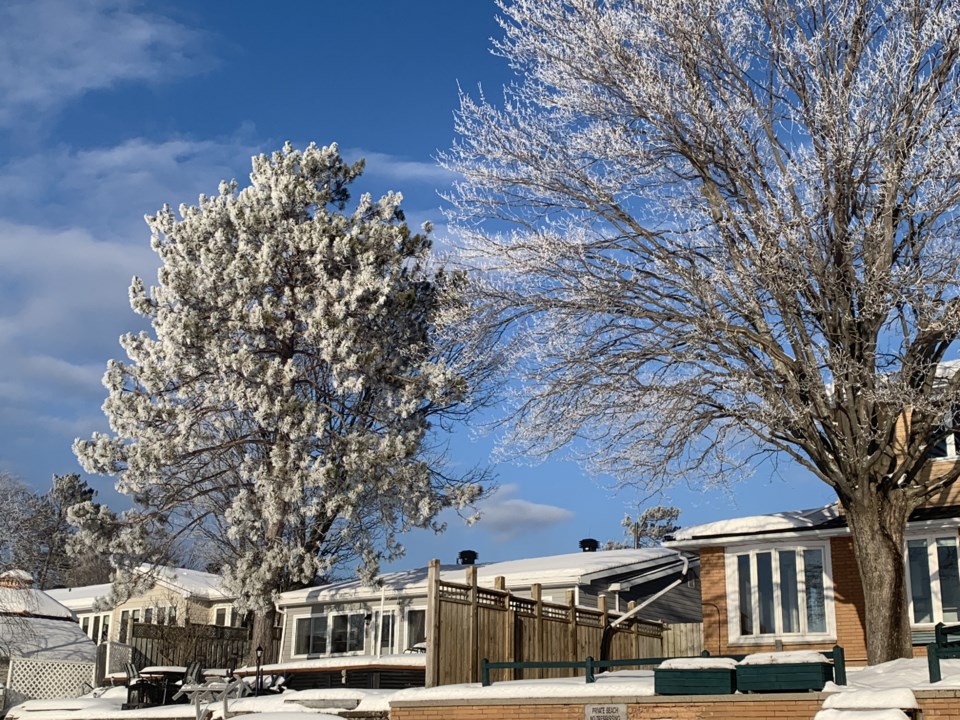 USED 2020-2-15goodmorningnorthbaybct  7 Hoar frost in the neighborhood. Photo by Brenda Turl for BayToday.