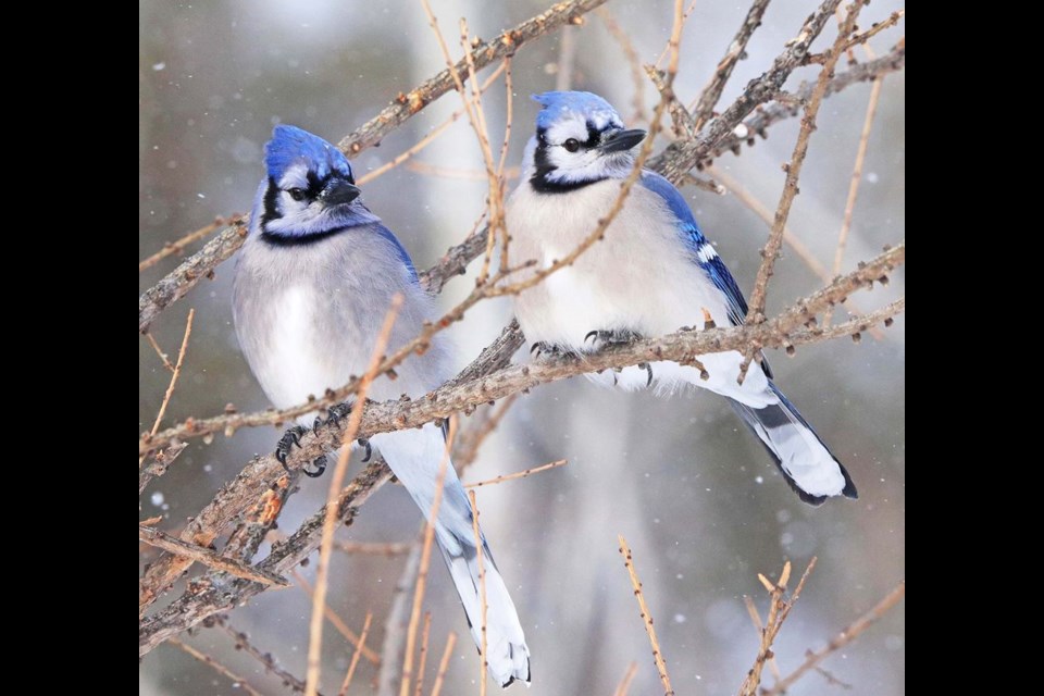 Blue Jays, Cobalt area. Courtesy of Sue Nielsen.