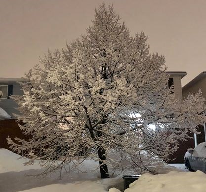 USED 2020-2-6goodmorningnorthbaybct  6 Snow covered tree. North Bay. Courtesy of Daralynn D'Angello.