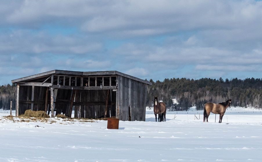 USED 2020-3-19goodmorningnorthbaybct  7 Horses in winter. Sturgeon Falls. Courtesy of Donna Febbo.