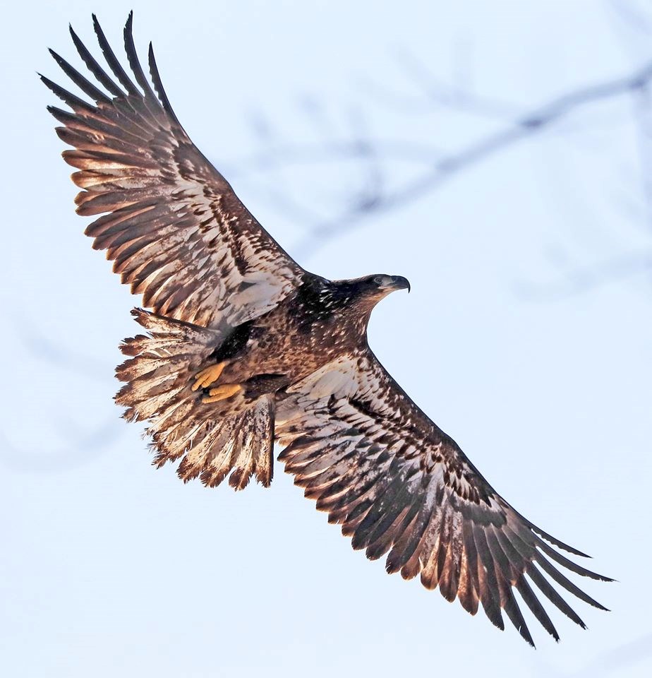 USED 2020-3-26goodmorningnorthbaybct  7 Immature bald eagle. Cobalt area. Courtsey of Sue Nielsen.