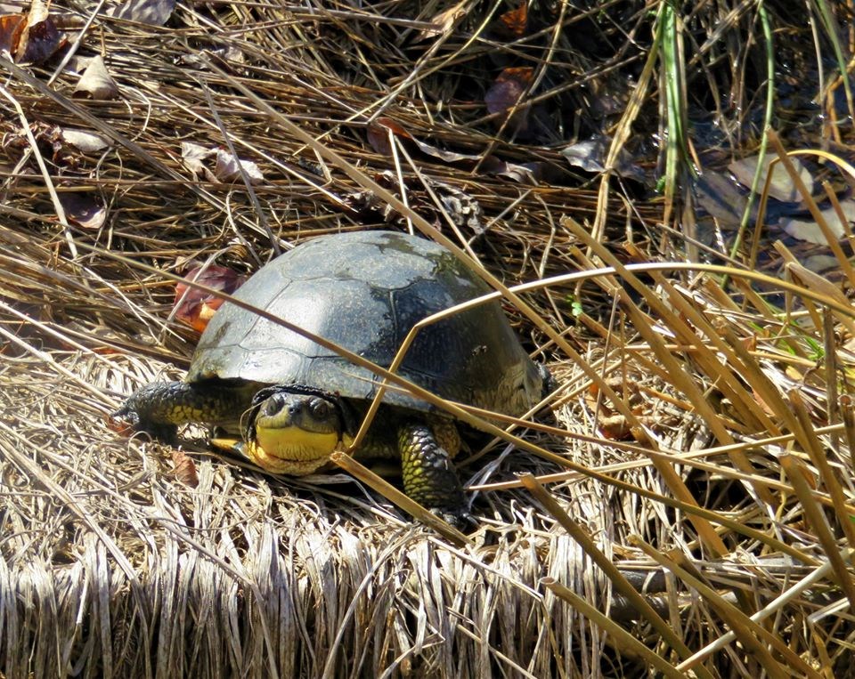 USED 2020-5-25goodmorningnorthbaybct  6 Turtle in the bush. North Bay area. Courtesy of Krystyna Krasowska-Wyrwa.