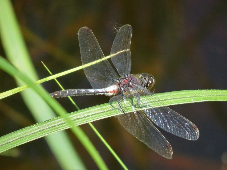 USED 2020-8-10goodmorningnorthbaybct  5 Dragonfly. North Bay. Courtesy of krystyna Kraskowa-Wyrwa.