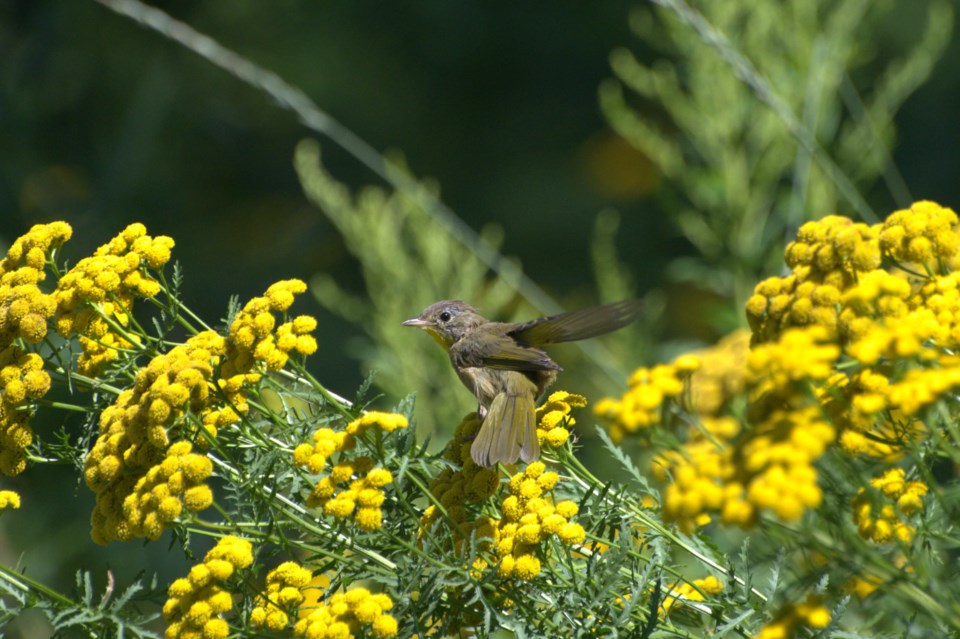 USED 2020-8-17goodmorninnorthbaybct  1 A bird in the flowers. North Bay. Courtesy of Les Couchi.