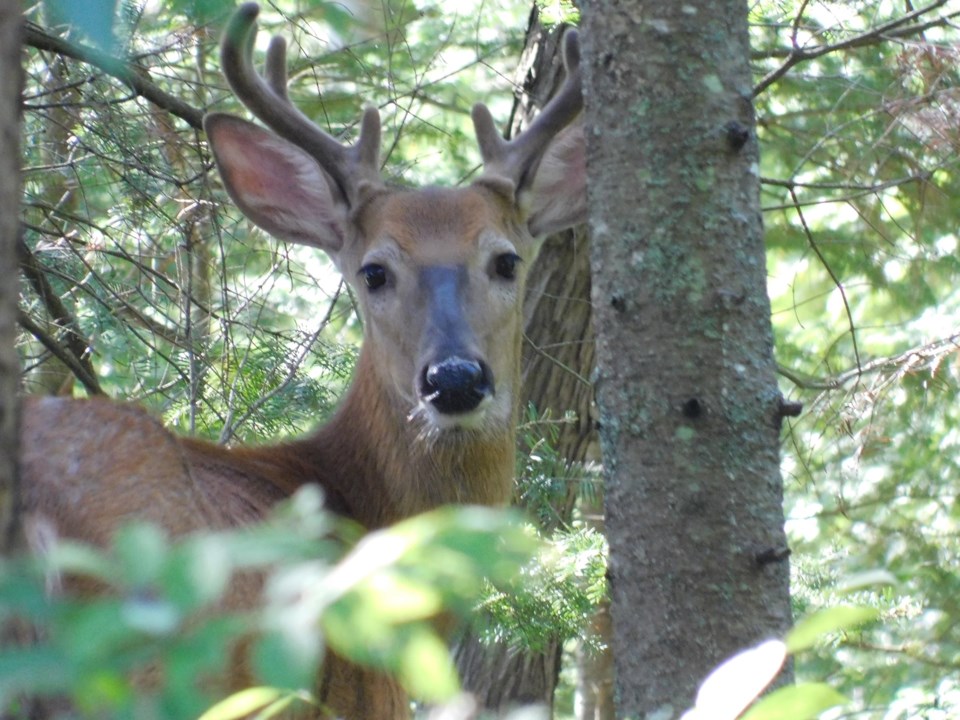 USED 2020-8-17goodmorninnorthbaybct  3 Buck in the forest. North Bay. Courtesy of Michelle Ward-Bellehumeur.