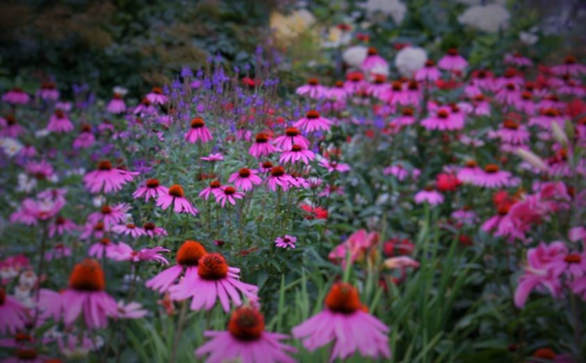 USED 2020-8-24goodmorningnorthbaybct  6 River of purple. North Bay. Courtesy of Barb Barrill-Bonenfant.