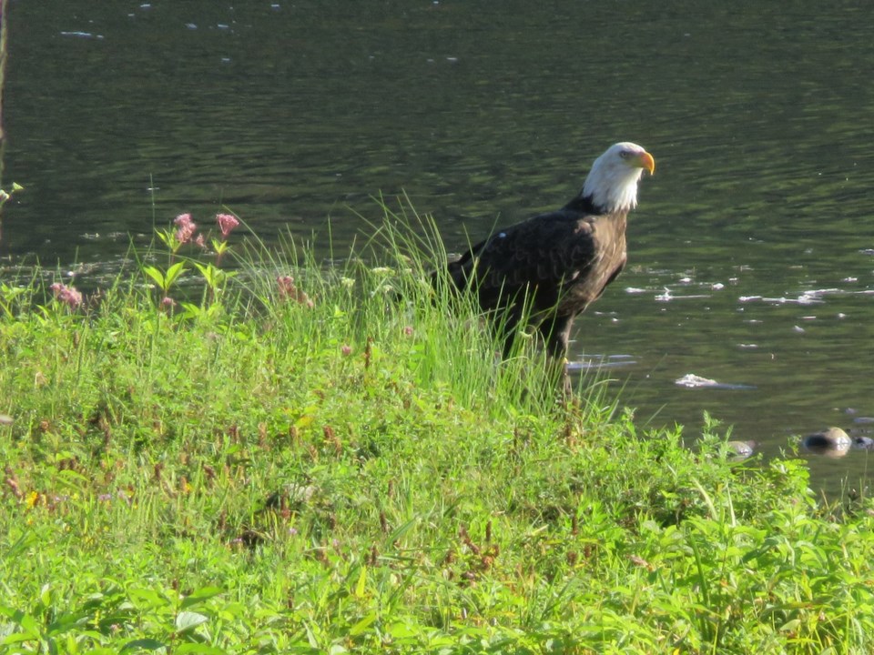 USED 2020-8-31goodmorningnorthbaybct  2 Bald eagle. Mattawa River. Mattawa. Courtesy of Krystyna Krasowska-Wyrwa.