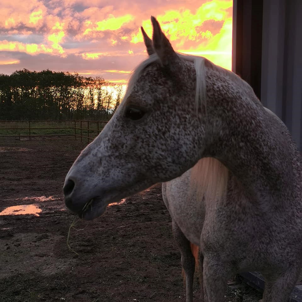 USED 2020-8-3goodmorninnorthbaybct  6 Horse at sunset. Temiskaming Shores. Courtesy of Anna Sawicki.