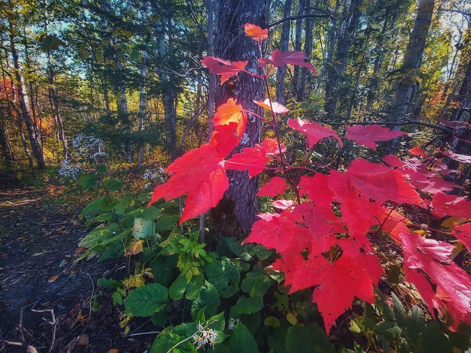 USED 2020-9-28goodmorningnorthbaybct 2 Autumnal colour. Temiskaming Shores. Courtesy of Rob Stewart.