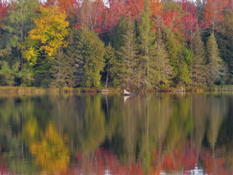 USED 2020-9-28goodmorningorthbaybct  3 Autumn on Four Mile Lake. North Bay area. Courtesy of Krystyna Krasowska-Wyrwa.