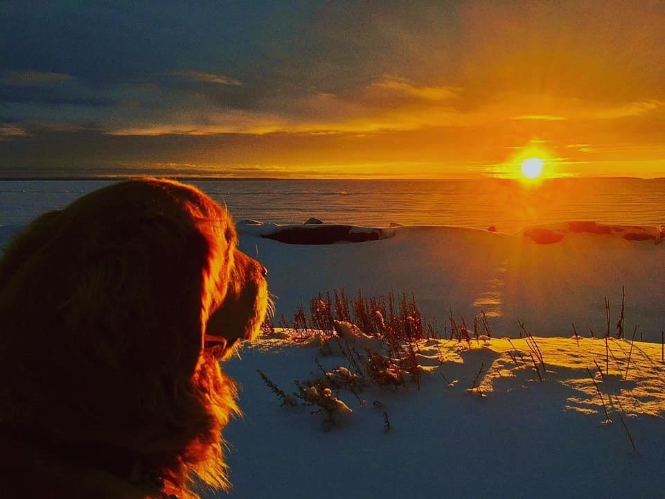 USED 2021-1-12goodmorningnorthbaybct  4 Sunset with dog. North Bay. Courtesy of R.J. Falconi.