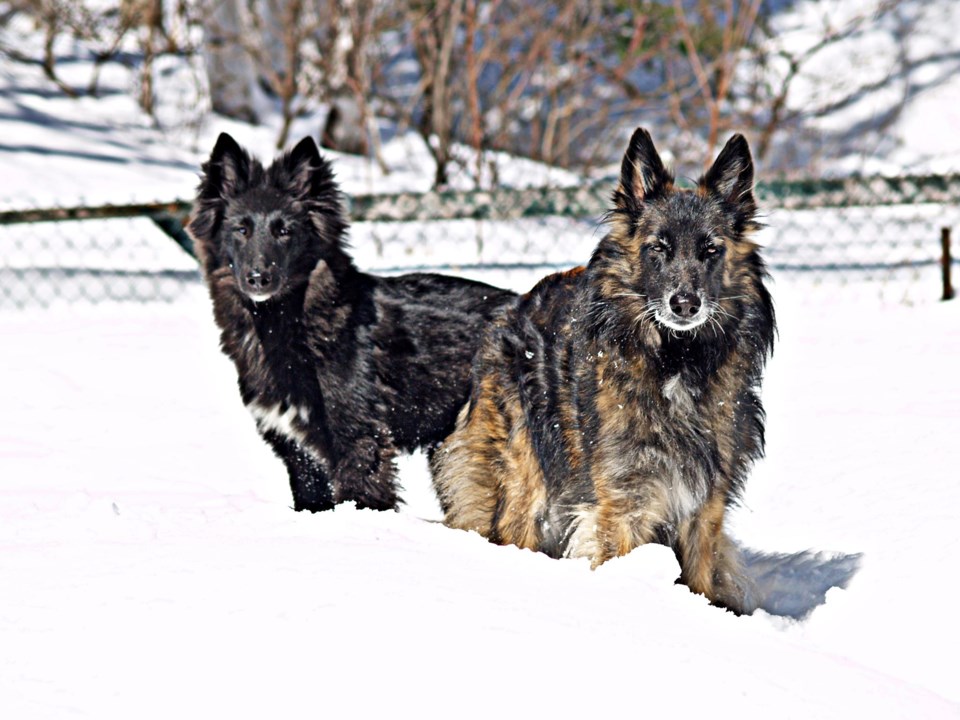USED 2021-1-18goodmorningnorthbaybct  3 Two Belgian Shepards. North Bay. Courtesy of Lenny Mannella.
