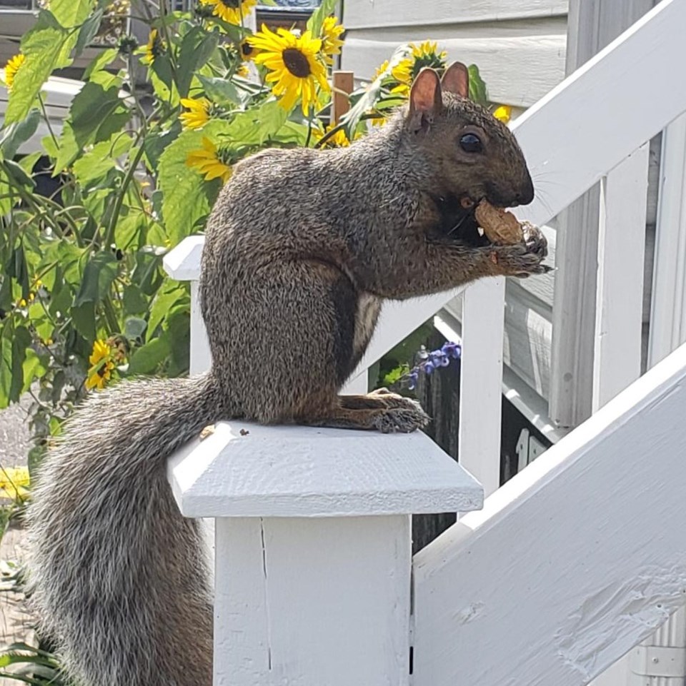 USED 2021-10-19goodmorningnorthbaybct  6 Hungry squirrel. North Bay. Submitted by Jordan Prior.