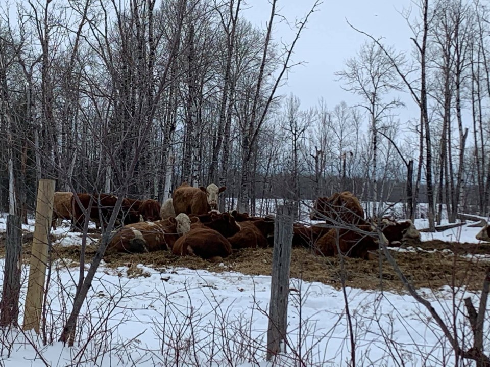USED 2021-2-1goodmorningnorthbaybct  5 No social distancing here. Near Temiskaming Shores. Courtesy of Gerry Jelly.