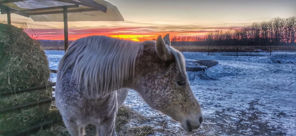 USED 2021-2-1goodmorningnorthbaybct  7 Horse and sunset. Temiskaming Shores. Courtesy of Anna Sawicki.